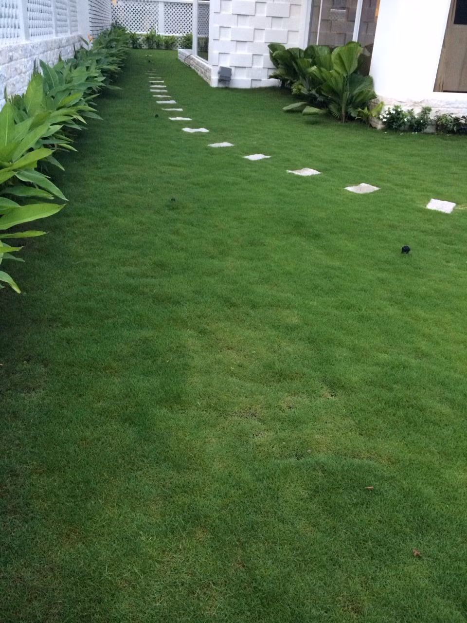 Một góc sân vườn quanh căn biệt thự. Ảnh: Zing.Mô tả video