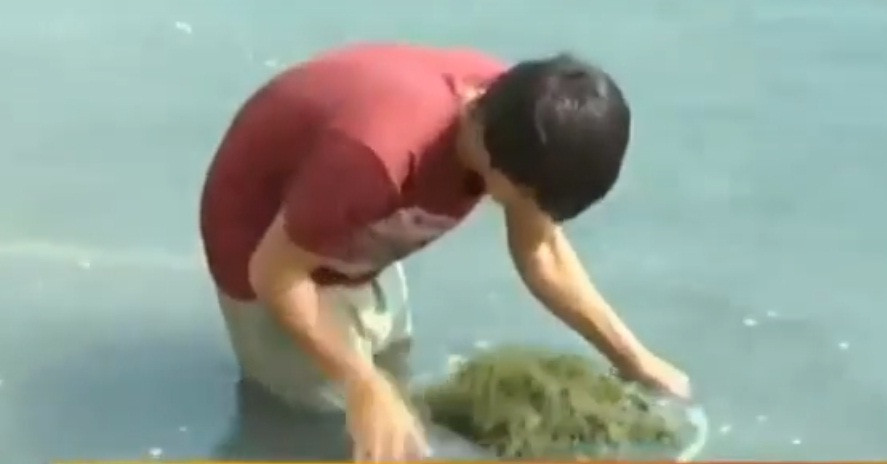 Sau khi thả giống 1,5 tháng, rong nho có thể cho thu hoạch. Tiếp đó 15 ngày sẽ thu hoạch trở lại. Ảnh: VTV.