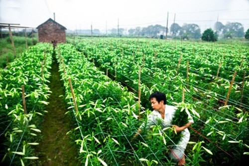 Khi ruộng hoa đủ độ "chín", thời gian thu hoạch khá ngắn, từ 7 đến 10 ngày. Ảnh: Laodong.