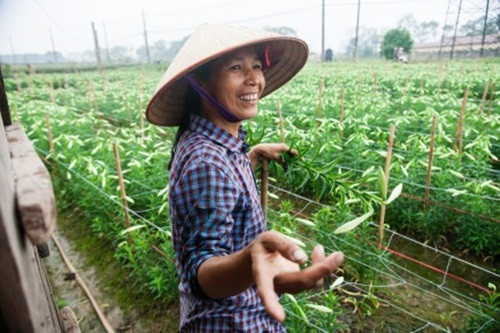 Những luống hoa loa kèn chuyển dần từ xanh sang trắng, báo hiệu một mùa thu hoạch lại về. Ảnh: Laodong.