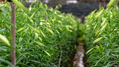 Mỗi vụ hoa loa kèn kéo dài khoảng 6 tháng. Người dân bắt đầu trồng từ tháng 10 âm lịch năm trước. Ảnh: VOV.