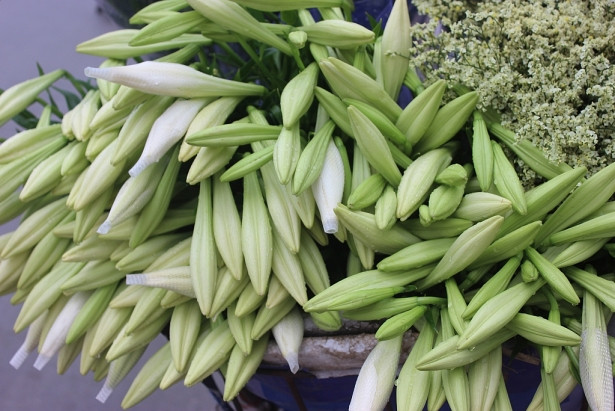 Dọc theo các con phố ở Hà Nội đều đã có sự xuất hiện của hoa loa kèn nở sớm. Ảnh: Doisongphaply.