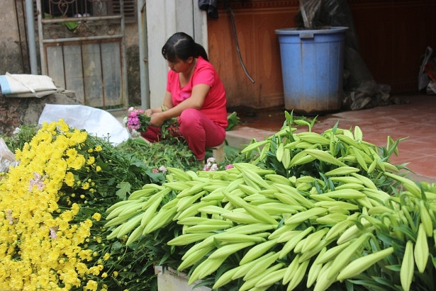 Hoa loa kèn sau khi cắt được đưa về nhà và phân loại theo hình thức hoa, cây dài – ngắn khác nhau. Ảnh: Doisongphaply.