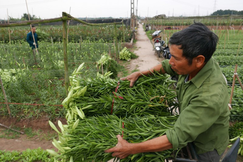 Hoa chớm nở là người dân làng hoa Tây Tựu lại tất bật ra ruộng cắt hoa để kịp ngày đem bán. Ảnh: Laodongthudo.
