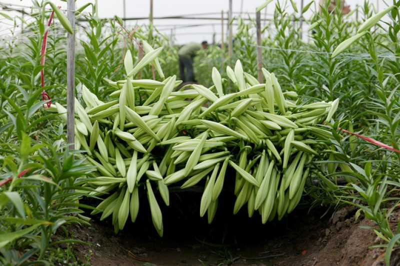 So với mọi năm hoa loa kèn năm nay có giá đắt hơn (tại vườn khoảng 30.000 đồng/bó) nên người dân phấn khỏi và hy vọng một mùa bội thu. Ảnh: Laodongthudo.