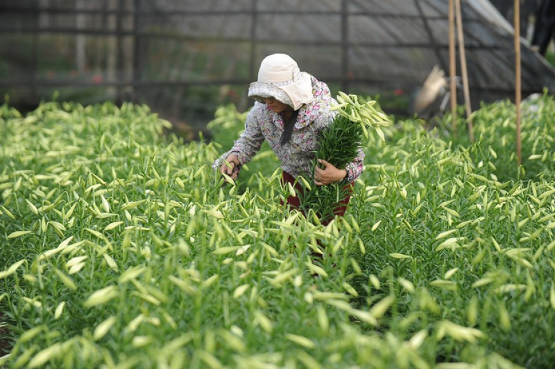 Dù nở sớm trước gần một tháng do thời tiết nắng nóng nhưng hoa nở đẹp, thị hiếu cao nên loa kèn vẫn được giá. Ảnh: Laodongthudo.