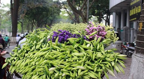 Trung bình, mỗi bó hoa loa kèn dao động từ 40.000 - 60.000 đồng (tùy số lượng cành và loại hoa loa kèn đơn hay chùm). Ảnh: Dân Việt.