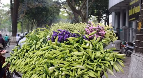 Trung bình, mỗi bó hoa loa kèn dao động từ 40.000 - 60.000 đồng (tùy số lượng cành và loại hoa loa kèn đơn hay chùm). Ảnh: Dân Việt.