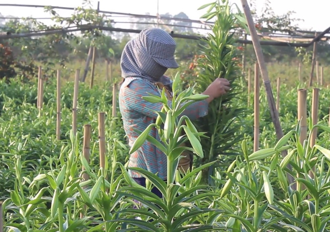 Đầu mùa nhưng với gần 4 sào loa kèn, gia đình anh Nguyễn Kim Trọng (Tây Tựu) thu được 2.000-3.000 bông/ngày. Ảnh: Lao động.