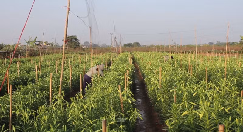 Những ngày cuối tháng 3, nhiều vườn hoa loa kèn ở Tây Tựu (Hà Nội) nở sớm đã sẵn sàng cho thu hoạch. Ảnh: Lao động.