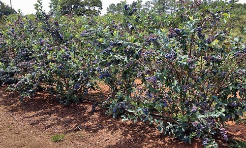 Trái việt quất to, mọng hứa hẹn vụ mùa bội thu. Ảnh: Mnn.