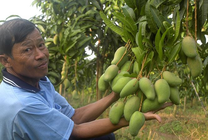 Vài năm gần đây, xoài ba màu bén duyên, giúp hàng trăm hộ dân nơi đây đổi đời. Ảnh: Tiền phong.