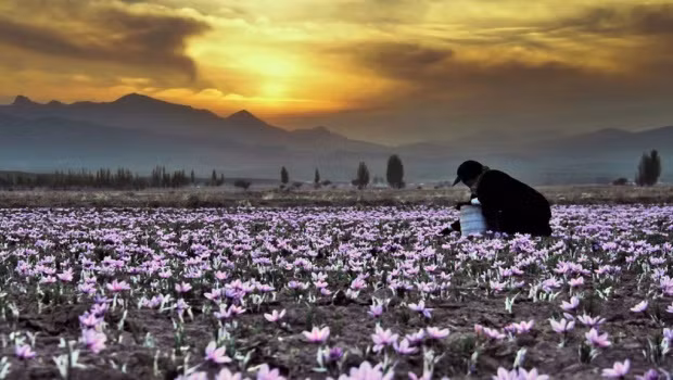 Hoa nghệ tây chỉ được hái khi có ánh nắng mặt trời. Ảnh: Irib.