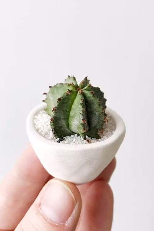 Herbie Mini &amp; Cactus Mini: Những cây xương rồng của Joanna khiến nhiều người bất ngờ với kích thước của chúng chỉ từ 2-4cm bao gồm cả chậu. Ưu điểm của loại cây có giá khoảng 300 nghìn đồng này là nếu quên tưới nước cả tháng nó cũng không bị héo.