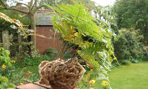 Cây dương xỉ ưa bóng râm nhưng vẫn phát triển tốt ở nơi có ánh sáng nếu cung cấp đủ nước. Ảnh: Caycanhthanglong.