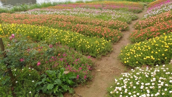 Nhiều dân mạng nhận định, khu vườn hoa mười giờ này được trồng để bán. Vì thế, không ít người tranh thủ hỏi chủ topic để mua vài bó hoa để làm đẹp cho vườn nhà, ban công. Ảnh: Em đẹp.