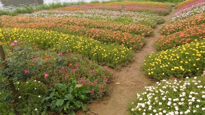 Nhiều dân mạng nhận định, khu vườn hoa mười giờ này được trồng để bán. Vì thế, không ít người tranh thủ hỏi chủ topic để mua vài bó hoa để làm đẹp cho vườn nhà, ban công. Ảnh: Em đẹp.