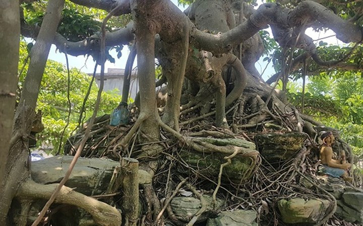 Bộ rễ bám chặt vào đá rất đẹp.