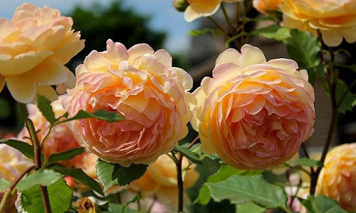 Hoa hồng leo Golden Celebration thuộc loại hồng tráng lệ nhất với cánh hoa khum khum màu vàng óng ả. Ảnh: Hongleocolong.