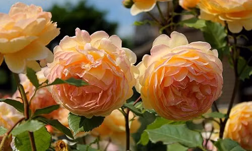 Hoa hồng leo Golden Celebration thuộc loại hồng tráng lệ nhất với cánh hoa khum khum màu vàng óng ả. Ảnh: Hongleocolong.