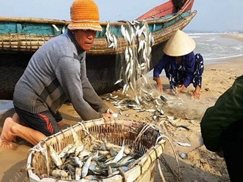 Không ít hộ thu nhập vài chục triệu đồng chỉ trong một ngày đi biển nhờ đánh bắt cá trích. Ảnh: VOV.