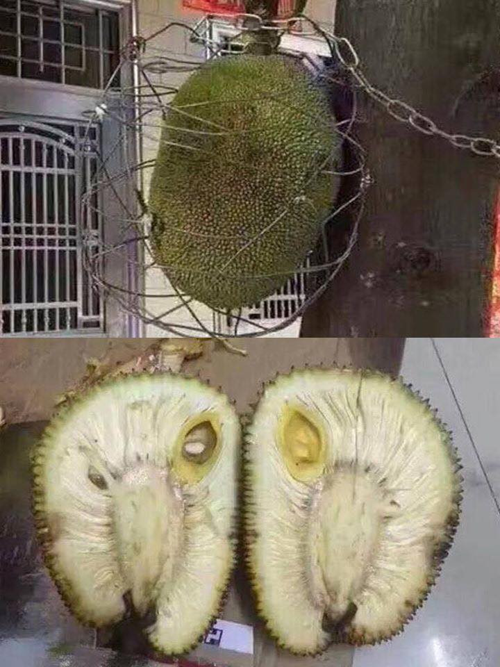 Ba tháng trời chống trộm nhưng khi bổ quả mít, gia chủ khóc không thành lời. Ảnh: FB Trường Đại học Công nghiệp TP HCM.