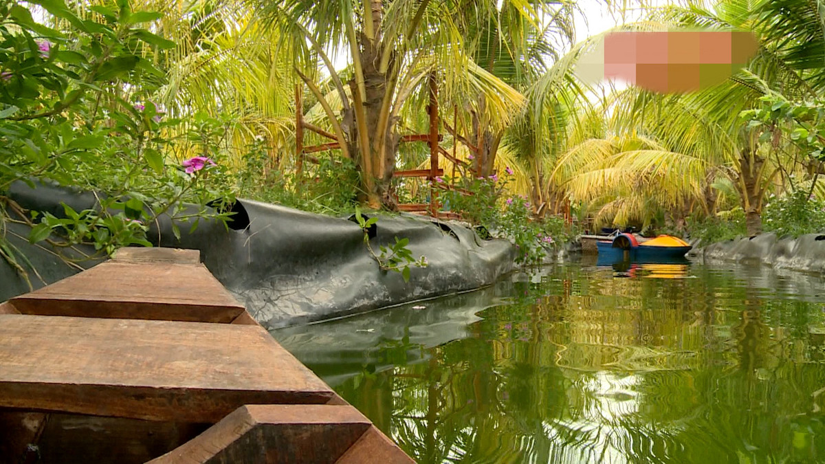 Nằm trên đường Huỳnh Thị Hai, p. Tân Chánh Hiệp, Quận 12 (TP HCM), vườn dừa hai màu độc đáo này thuộc sở hữu của kỹ sư Nguyễn Chí Cường. Ảnh: Saigontv.