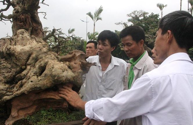 Phần gốc đã được người tạo tác gọt giũa, tựa như một bức tượng bằng gỗ. Giá của cây cũng được đồn đoán lên cả tỷ đồng. Ảnh: Vietnamnet.