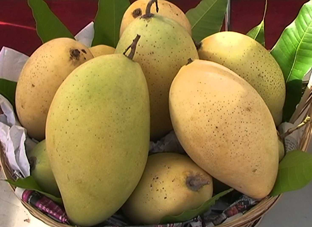 Khi chín, vỏ xoài có màu vàng nhạt. Ảnh: Nongsandungha.