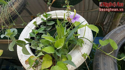 Loại cây thích hợp nhất để trồng là những cây dây leo, cây hoa có thân mềm...