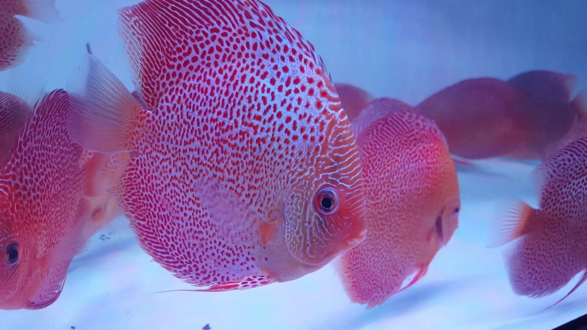 Cá dĩa thường ăn có loại giáp xác như loăng quăng. Tuy nhiên, một số gia đình có điều kiện còn cho cá dĩa ăn tim bò xay nhỏ, tảo, tép. Ảnh: Cadiathangloi.