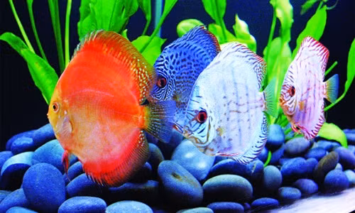 Dù có mức giá đắt đỏ song không ít khách sẵn sàng chi cả trăm triệu đồng để sở hữu một bể cá dĩa đẹp mắt. Ảnh: Canhquanhoanggia.