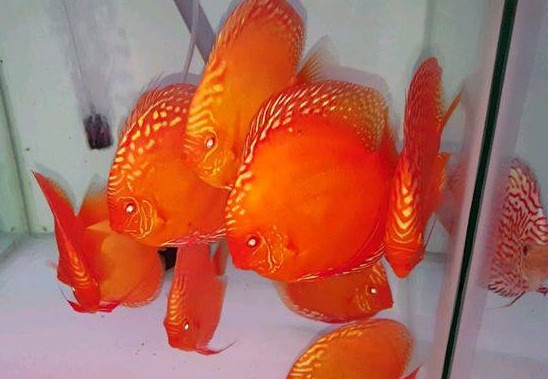 Trung bình, một con cá dĩa có giá từ 350.000 - 700.000 đồ. Những con đắt hơn có giá đến 2 triệu đồng. Ảnh: Trại Cá Dĩa Sài Gòn.