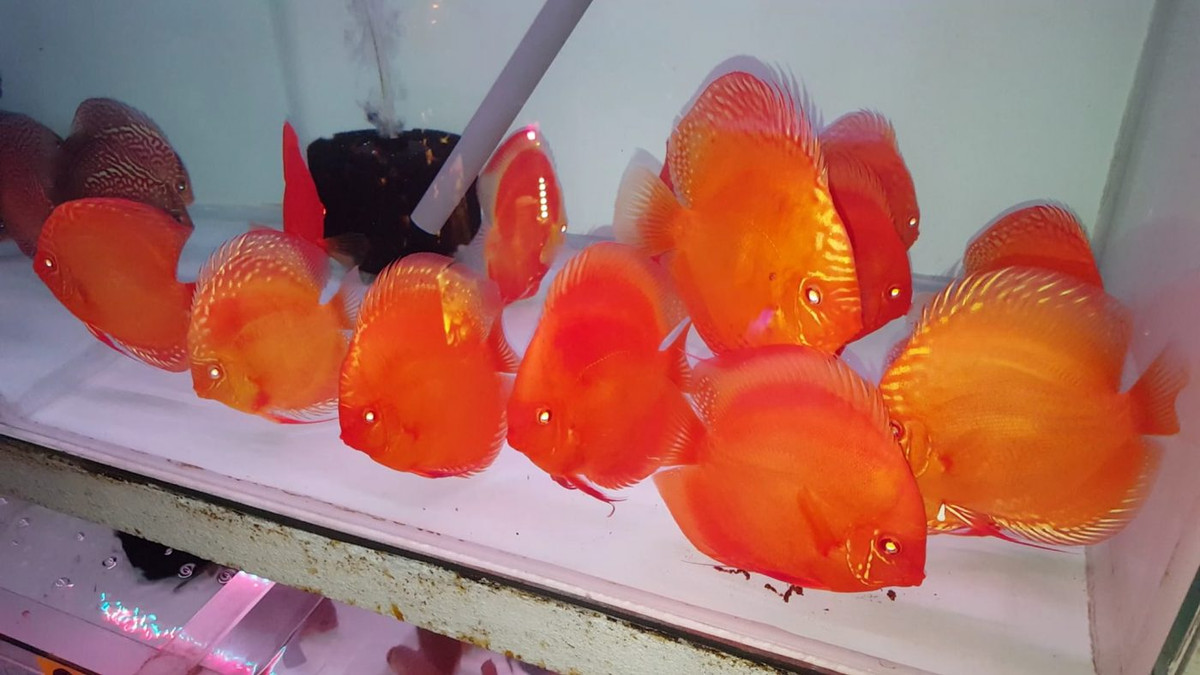 Cá dĩa có hình dạng tròn như chiếc đĩa, miệng và mang nhỏ. Ảnh: Cadiathangloi.