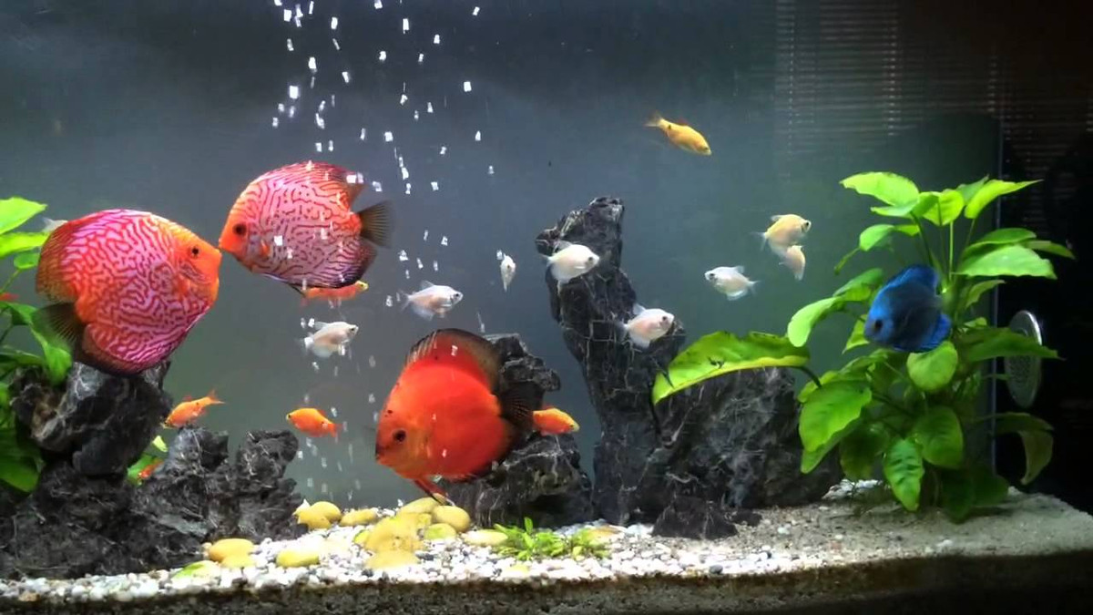 Hiện có nhiều loại cá dĩa nuôi nhiều trong cá bể cảnh, trong đó phổ biến hơn cả là cá dĩa bông xanh, cá dĩa da rắn, cá dĩa bồ câu, cá dĩa lam, cá dĩa đỏ, cá dĩa trắng, cá dĩa Amino…Ảnh: Becamini.