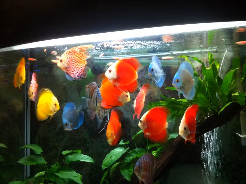 Cá dĩa ngũ sắc nhạy cảm với ánh sáng và sự thay đổi của môi trường. Vì thế, cá dĩa đòi hỏi ở người nuôi sự chăm vô cùng cẩn thận. Ảnh: Bể cá mini.