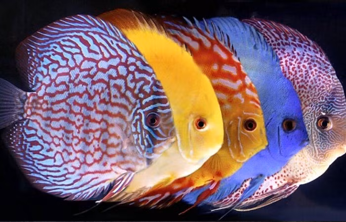 Sở hữu vẻ ngoài rực rỡ, cá dĩa được giới chơi sinh vật cảnh đặt cho cái tên mỹ miều là "ngũ sắc thần tiên". Ảnh: Animal.