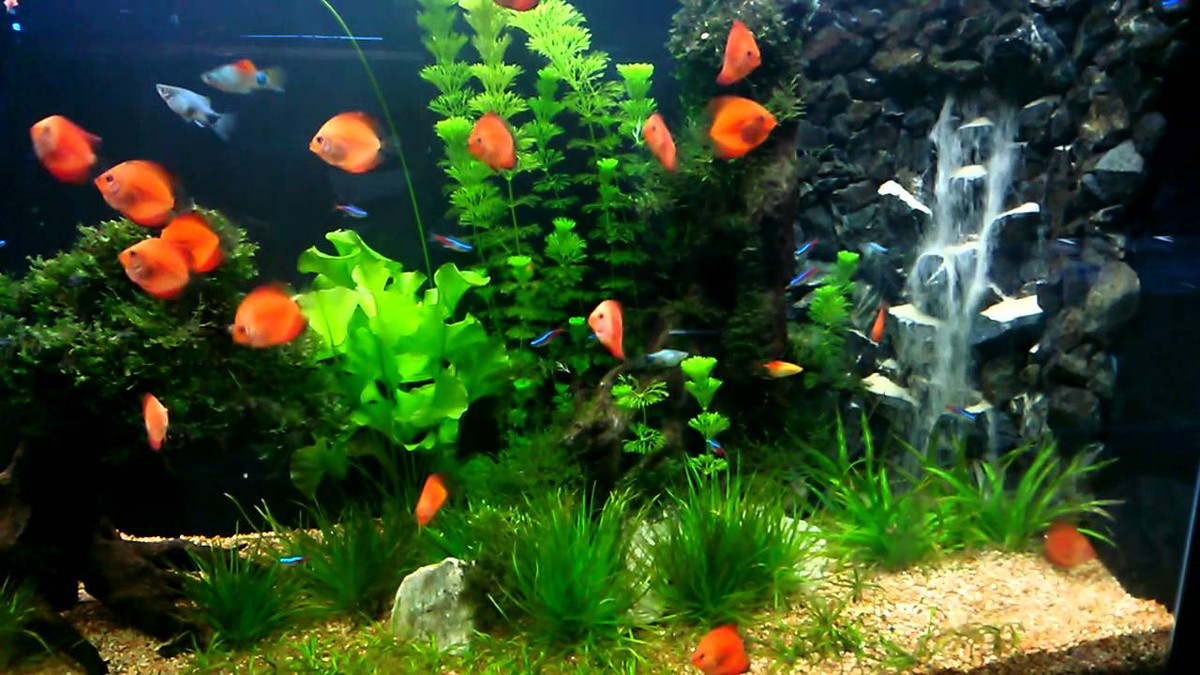 Cá dĩa còn được ca tụng là "vua của hồ cá" hay "nhất đại mỹ ngư". Ảnh: Becamini.