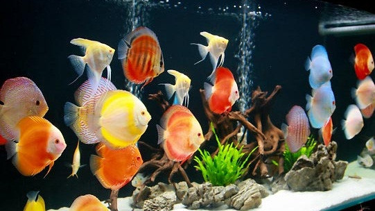 Mang nhiều màu sắc rực rỡ khác nhau, cá dĩa là một trong những loại cá cảnh thuộc hàng đắt đỏ bậc nhất ở Việt Nam. Ảnh: Thủy sinh Asin.