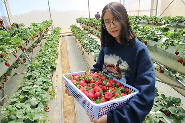 Những giàn dâu tây trải dài khoảng 20 mét. Ảnh: Diadiemanuong.