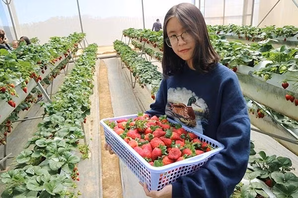 Những giàn dâu tây trải dài khoảng 20 mét. Ảnh: Diadiemanuong.