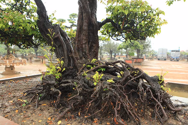 Theo chủ nhân, cây khế có được dáng ý nghĩa như này là nhờ vào công chăm sóc, uốn từ nhỏ của các nghệ nhân. Ảnh: Dân Việt.