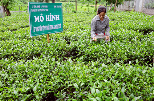 Việc triển khai các mô hình trồng chè an toàn đã giúp nhiều nông dân xã Trần Phú (huyện Chương Mỹ, Hà Nội) vươn lên làm giàu. Trung bình, các hộ trồng chè ở xã Trần Phú thu nhập từ 150 - 180 triệu đồng/ha. Ảnh: Hanoimoi.