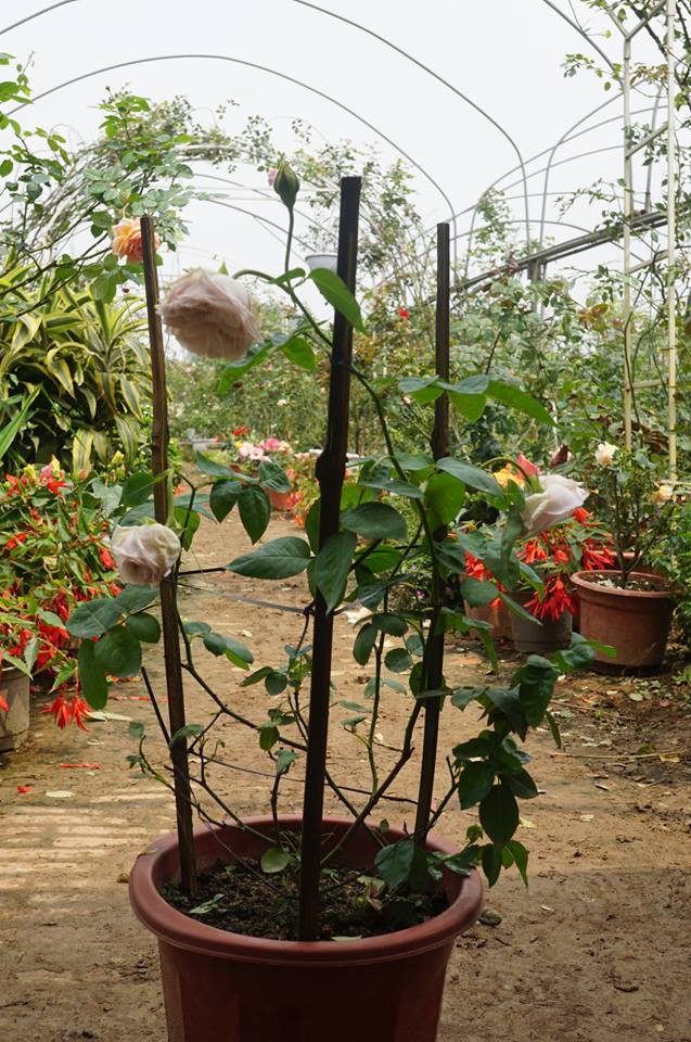 Thêm nữa, hoa hồng cổ Việt Nam giống thuần, không bị thoái hóa, có thể ra nụ đơm bông bất kể thời tiết khắc nghiệt. Ảnh: Hoahongco.