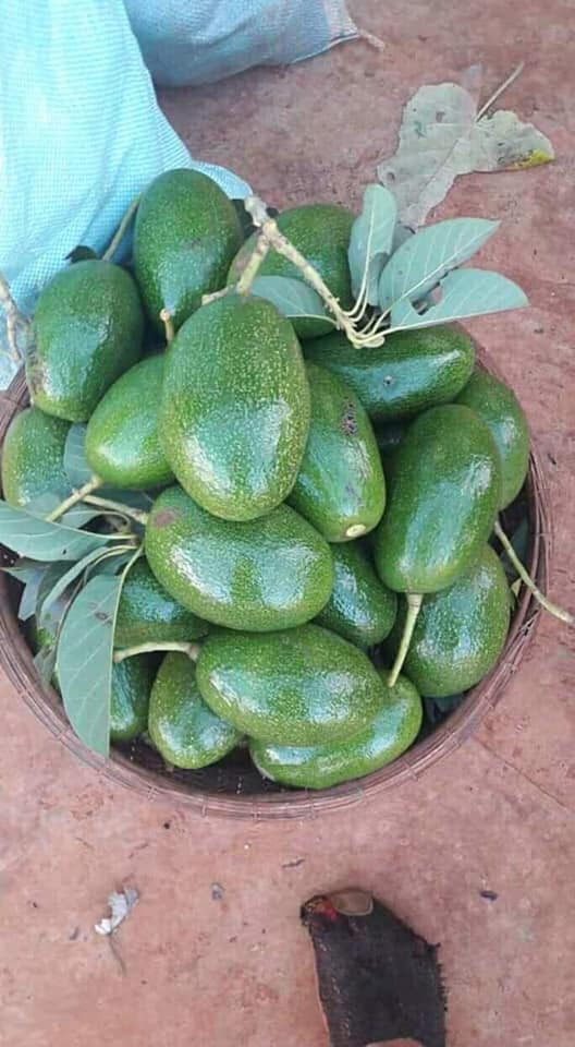 Thời gian gần đây, bơ Cuba là một trong những loại trái cây được ưa chuộng trên thị trường ở Việt Nam. Ảnh: FB Thu Hiền Nguyễn.