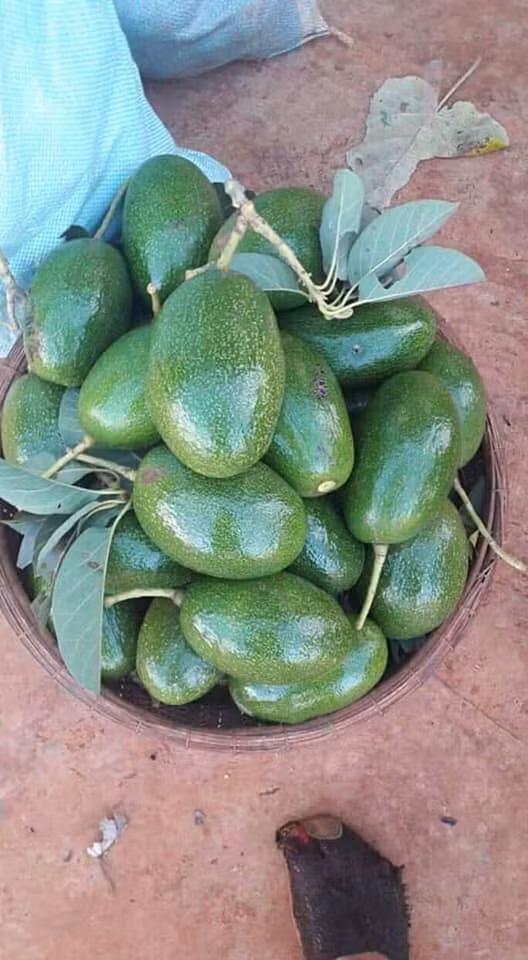 Thời gian gần đây, bơ Cuba là một trong những loại trái cây được ưa chuộng trên thị trường ở Việt Nam. Ảnh: FB Thu Hiền Nguyễn.