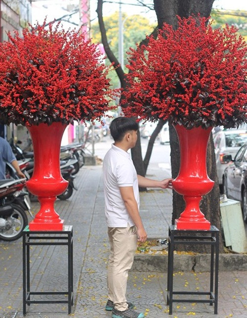 Ngoài các loại hoa kiểng truyền thống, thị trường cây cảnh Tết Mậu Tuất 2018 phong phú hơn với sự góp mặt của hoa đông đào đỏ nhập khẩu từ Hà Lan. Ảnh: Infonet.