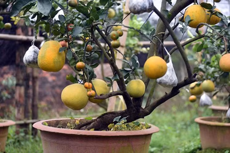 Đến nay, nhiều nông dân đã đến học hỏi kinh nghiệm trồng cây của ông Giáp. một số người đã thành công với mô hình cây bưởi quả và bưởi ghép cho giá trị kinh tế cao. (Ảnh: Báo Dân trí)