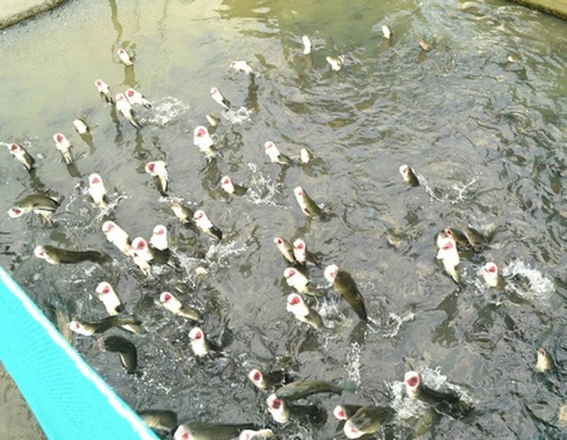 Anh Lê Trung Tín ngụ tại Khu vực 1, phường Bùi Hữu Nghĩa, quận Bình Thủy, TP Cần Thơ được bà con ngưỡng mộ bởi tài huấn luyện cho hàng vạn con cá lóc nhảy múa trên mặt nước. Ảnh: Infonet.