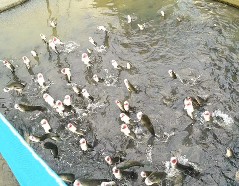 Anh Lê Trung Tín ngụ tại Khu vực 1, phường Bùi Hữu Nghĩa, quận Bình Thủy, TP Cần Thơ được bà con ngưỡng mộ bởi tài huấn luyện cho hàng vạn con cá lóc nhảy múa trên mặt nước. Ảnh: Infonet.